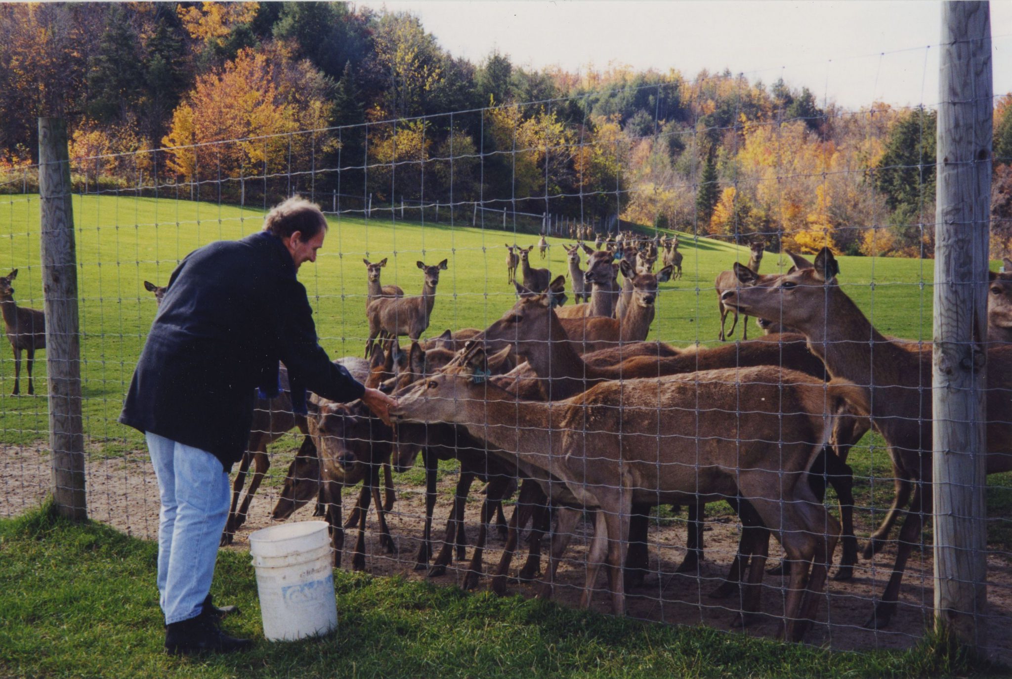 Feeding deer in Hawkesbury